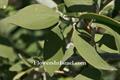 Salvadora persica